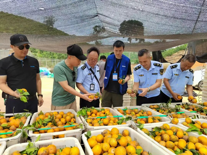 源头把关 精准监测——西双版纳州开展时令水果质量安全专项抽检行动